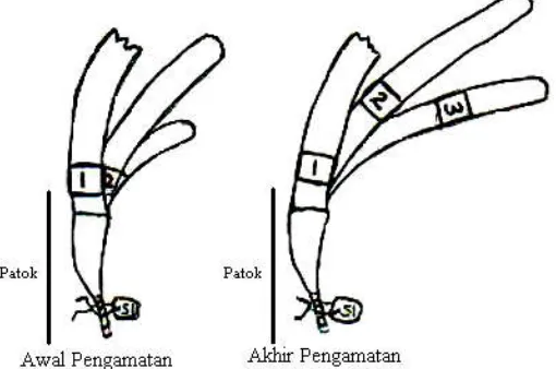 Gambar 2. Metode penandaan (Zieman, 1974) yang dimodifikasi untuk pengamatan pertumbuhan dan jangka hidup lamun Figure 2