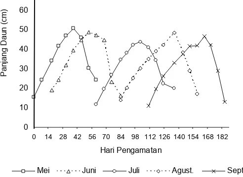 Figure 3. Leaf length of E. acoroides in every month of tagging 