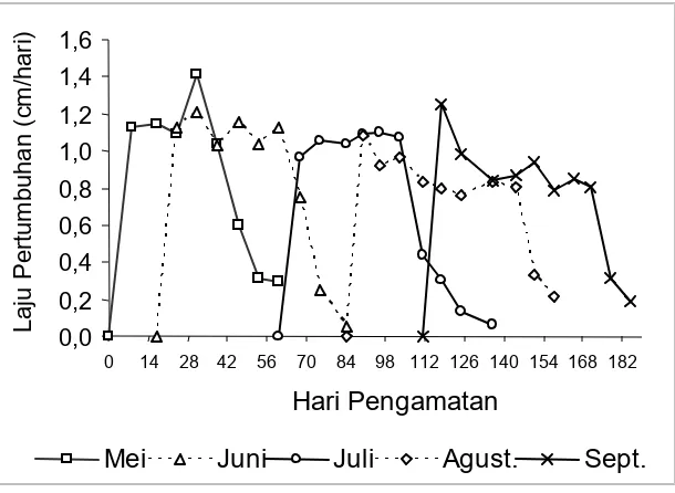 Gambar 5.  Laju pertumbuhan mingguan Enhalus acoroides setiap bulan penandaan Figure 5