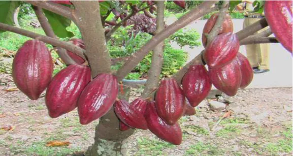 Gambar 1.  Hasil Sambung Samping Tanaman Kakao 