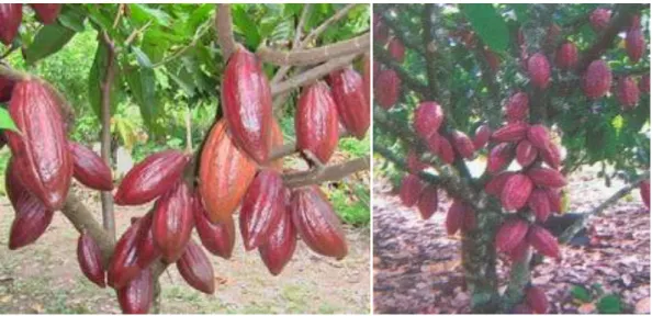 Gambar 5.  Hasil Produksi Sambung Samping Tanaman Kakao 