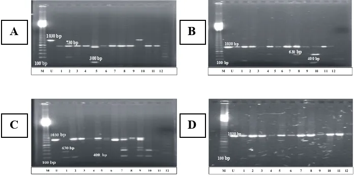 Figure 1.  2.   Profile of Coptotermes DNA amplicon restricted with Alu I (A), EcoR I (B), Rsa I 