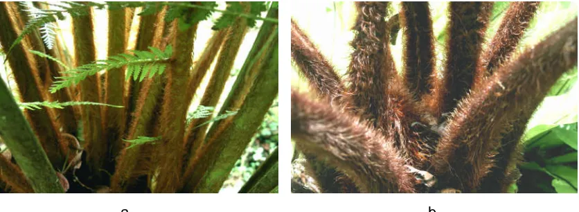 Figure 1. Morphological stuctures of Dicksonia hair : a. NTT strain and b. Bali strain 