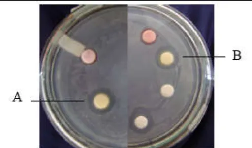 Fig 1. Zone inhibition on  S. aureus lawn by sponge-associated bacteria. (A). BSP5.11,          (B) BSP11.7 