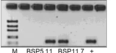 Figure 4. PCR amplification of NRPS gene fragments; + control Pseudomonas sp DSM 