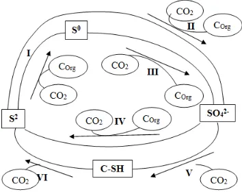 Gambar 1. Skema Beberapa Jalur Berbeda yang Terlibat dalam Siklus Sulfur  Mikrobial (Sumber: Lens et.al., 2004) 