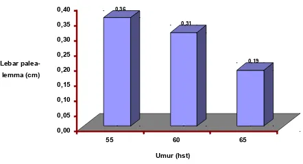 Gambar 1.  Histogram pengaruh umur pada pelebaran palea-lemmaFigure 1. Histogram showing the effect of age on palea-lemma widening