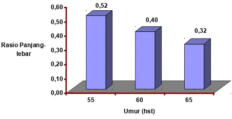 Gambar 2.  Histogram pengaruh umur pada rasio panjang-lebar palea-lemmaFigure 2. histogram showing the effect of age on width-length ration of palea-lemma