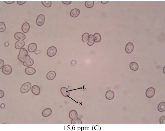 Gambar 5. Sel Darah Merah Ikan Patin Siam yang Terpapar Metil Metsulfuron pada Konsentrasi 0 ppm (K)