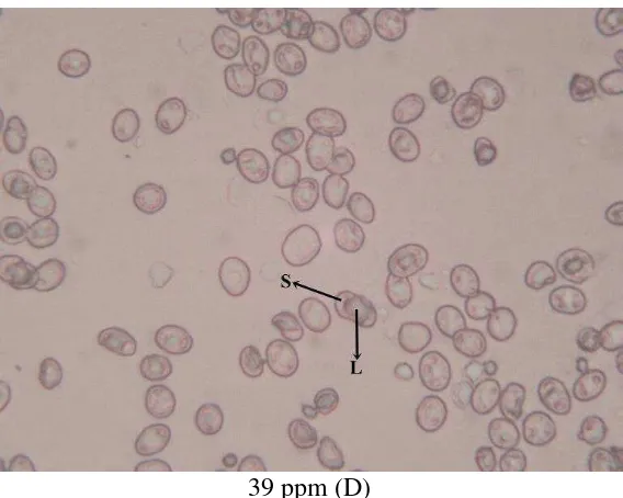 Gambar 8. Perbandingan Nilai Hematokrit 