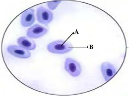 Gambar 3. Sel Darah Merah (Anonim, 2008) Keterangan : Inti Sel (A) dan Sitoplasma (B) 