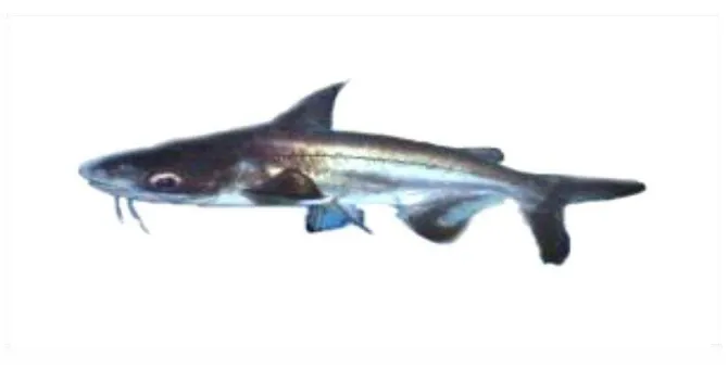 Gambar 2. Ikan Patin Siam (Pangasius hypopthalmus) 