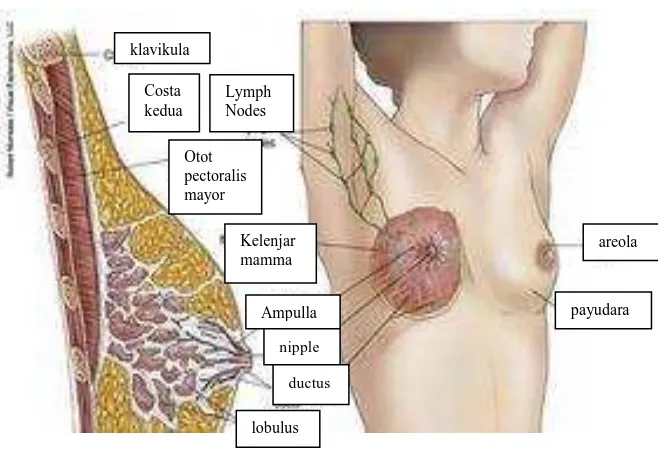 Gambar 2.1 Anatomi Payudara nipple 