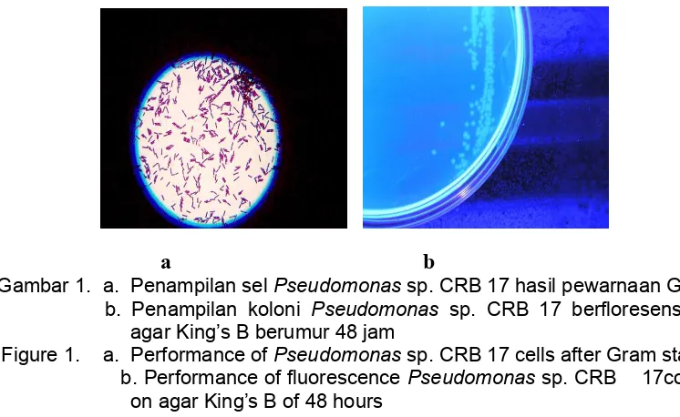 Figure 1.    a.  Performance of Pseudomonas sp. CRB 17 cells after Gram staining 