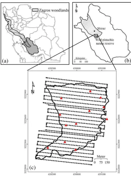 Figure 2. A wild pistachio tree within the study site (Photo taken by A. Chenari). 