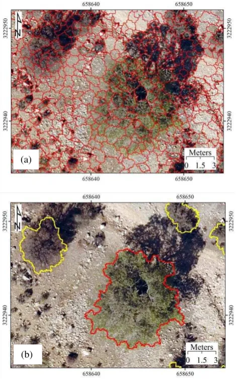 Figure 6. Segmentation used to discriminate crowns of wild pistachio trees and wild almond shrubs on the UAV into segments, (b) The results of merging the segments to obtain orthoimagery