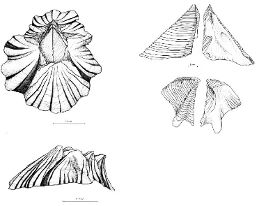 Gambar 3. Sketsa Amphibalanus amphitriteFigure 2. Skets of . Kiri atas = tampak apikal dan kiri bawah = tampak lateral ; kanan atas = scutum dan kanan bawah = tergum