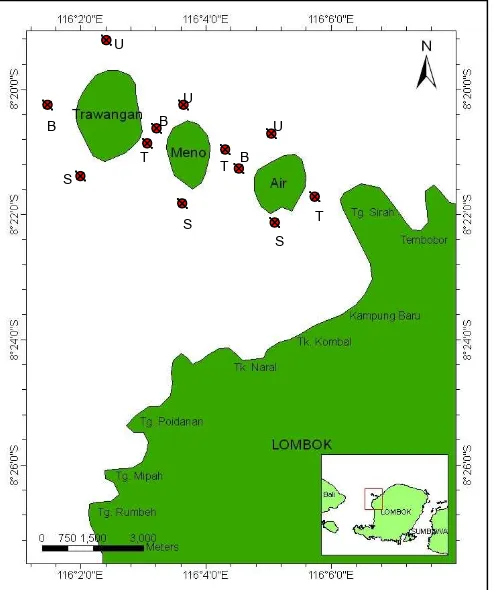 Gambar 1. Lokasi Pengambilan Sampel di bagian Utara (U), Timur (T), Selatan (S) danBarat (B) masing-masing Gili Air, Gili Meno dan Gili Trawangan, Lombok