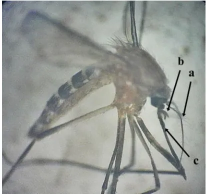 Gambar 1.  Morfologi Nyamuk Culex. (a) antena, (b) palpus, (c) probosi 