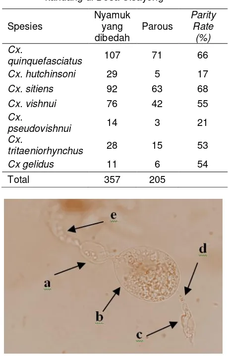 Gambar 3.  A. Ovarium parous (a) trakeolar menggulung,  B. ovarium nuliparous (b) trakeolar terurai (perbesaran 40x10)