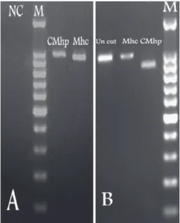 Fig. 1. (A) Gel electrophoresis of PCR products amplified from positive cases for Candidatus 