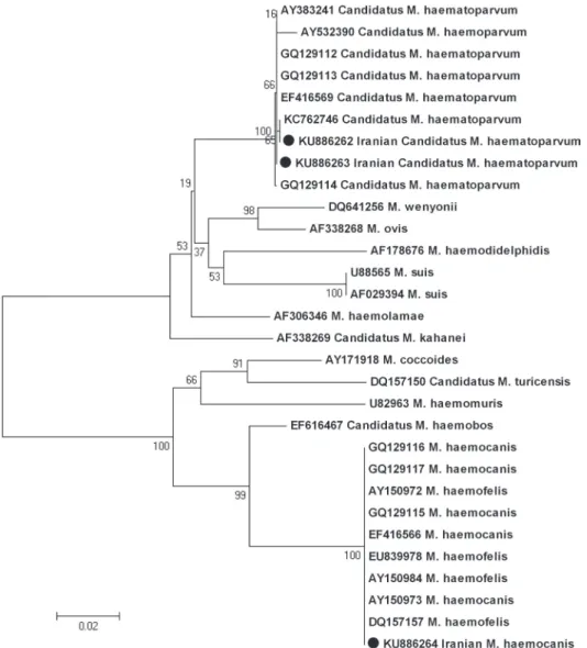 Fig. 2. Phylogenetic tree based on 16S rDNA sequences, constructed according to the Neighbor- Neighbor-Joining method, showing the position of Iranian Mhc and CMhp compared to other hemotropic 