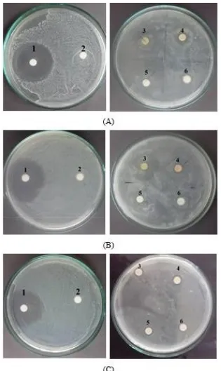 Gambar 1. Zona hambat pada uji antimikroba A.  S. aureus, B. E. coli,  C. C. albicans, 1