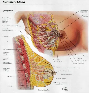 Gambar 1. Anatomi Payudara. Sumber. Atlas Anatomi Netter Edisi 5, hal.176.10 