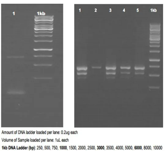 Tabel 1.  Tinjauan perbedaan asam amino dalam gen pbp1A resisten amoxicillin didasarkan pada sekuensing genetic dari genom H