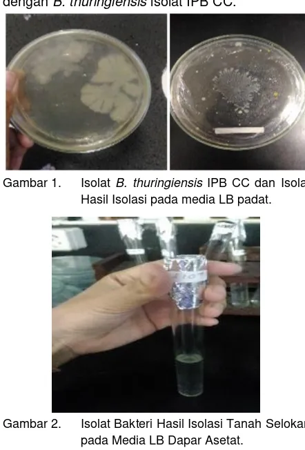 Gambar 1.  Isolat B. thuringiensis IPB CC dan Isolat 