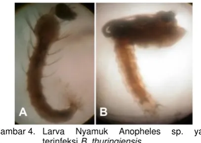 Gambar 4.  Larva 