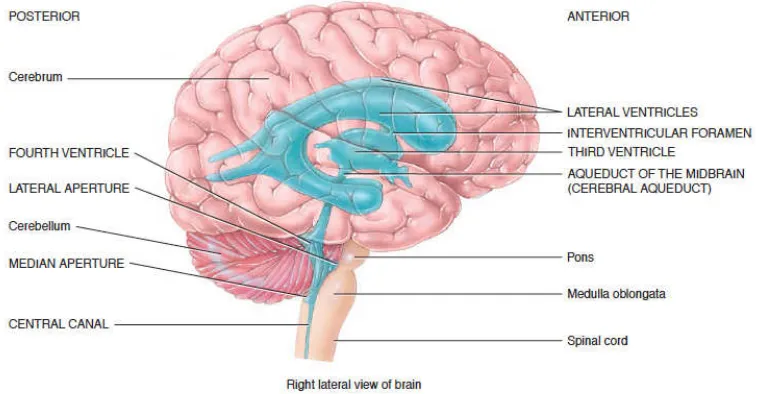 Gambar 2.1. Lokasi ventrikel dengan gambaran otak yang transparan. Setiap foramen interventrikular pada masing - masing sisi menghubungkan ventrikel lateral dengan ventrikel ketiga dan aqueduct pada otak tengah menghubungkan ventrikel ketiga dan keempat