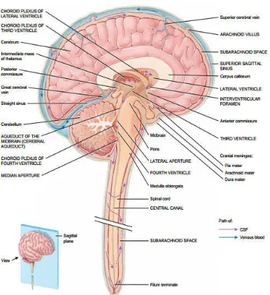 Gambar 2.2. Sirkulasi cairan serebrospinal dan pembuluh darah vena. (Dikutip dari : Tortora, G.J