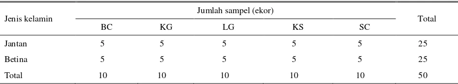Tabel 1. Jumlah sampel rumpun domba Barbados Black Belly cross (BC), Komposit Garut (KG), Lokal Garut (LG), Komposit Sumatera (KS) dan St