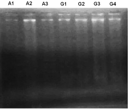 Gambar 2a dan 2b. Hasil dan interpretasi hasil amplifikasi PCR-RAPD menggunakan primer ES10G23  (M = DNA marka 1 kb, A1 = N