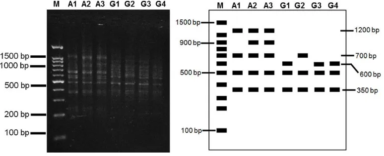 Gambar 3a dan 3b. Hasil dan interpretasi hasil amplifikasi PCR-RAPD menggunakan primer ES10A26 (M  = DNA marka 1 kb, A1 = N