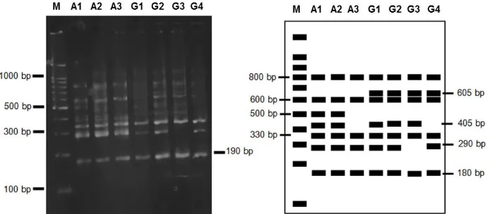 Gambar 6a dan 6b. Hasil daninterpretasi hasil amplifikasi PCR-RAPD menggunakan primer OPA-2 (M =  DNA marka 1 kb, A1= N