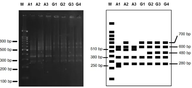 Gambar 9a dan 9b. Hasil daninterpretasi hasil amplifikasi PCR-RAPD menggunakan primer OPB-3 (M =  DNA marka 1 kb, A1= N