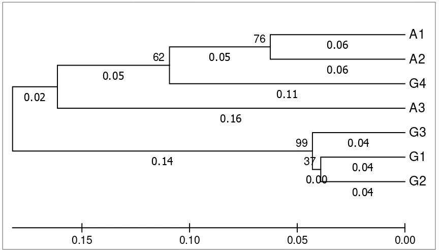 Gambar 12.  Dendogram kekerabatan antara N. adrianii dan N. gymnamporakoleksi Kebun Raya Baturraden