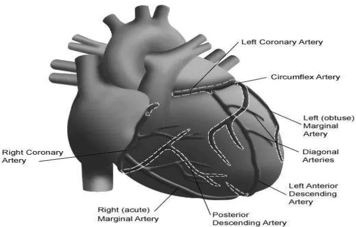 Gambar 3. Anatomi arteri koroner. 