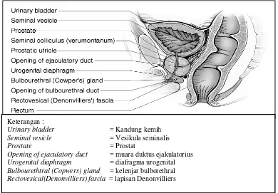 Gambar 2.1. Organ prostat pada pria 