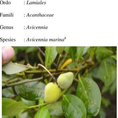 Gambar 2.1. Bentuk daun dan buah A. marina