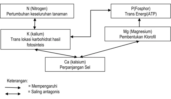 Gambar 4.4 diatas menunjukkan hubungan berbagai unsur hara makro didalam pupuk cair organik