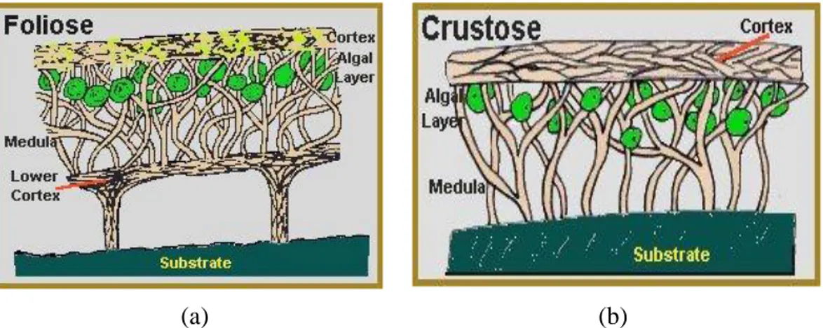 Gambar 2.5. (a)Anatomi Lichenes berdasarkan tipe Thallus, (b) Anatomi Lichenes  berdasarkan tipe Thallus  17