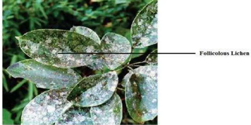 Gambar 2.12. Fullicolous lichen (pada permukaan daun) 33 c.  Komunitas Saxicolous 