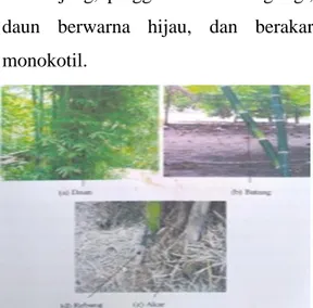 Gambar 20. Bambusa arundinacea 