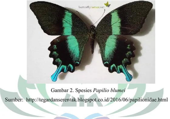 Gambar 2. Spesies Papilio blumei