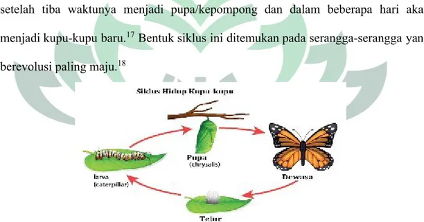 Gambar 4. Siklus Hidup Kupu-Kupu