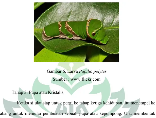 Gambar 6. Larva Papilio polytes             Sumber : www.flickr.com