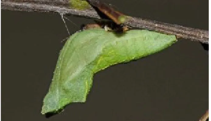 Gambar 7.  Pupa Papilio polytes